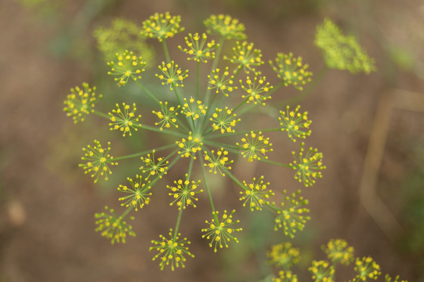 large-dill-flowering-in-the-garden-close-up