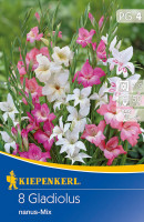 Kiepenkerl Kleinblumige Gladiole Mischung
