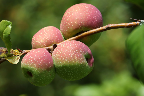 ornamental-quince-4373428_1920