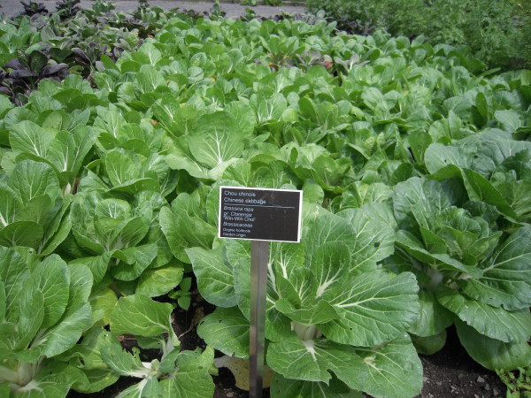 chinese-cabbage-815326_1920