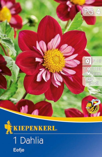 Produktbild der Kiepenkerl Halskrausen-Dahlie Eefje mit roten Blüten, Details zur Blütezeit und Wuchshöhe sowie einem Logo mit Biene.