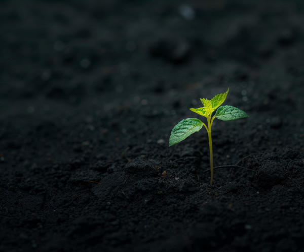 large-small-green-plant-sprouting-from-the-ground