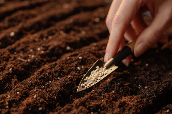 large-close-up-of-hand-planting-sesame-seeds-in-soil-using-small-garden-tool-agribusiness-concept