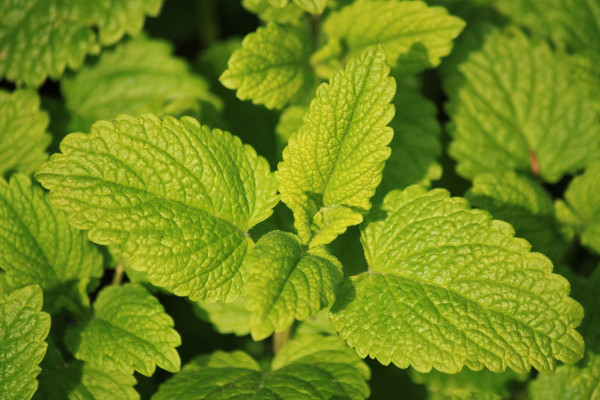 lemon-balm-785195_1920