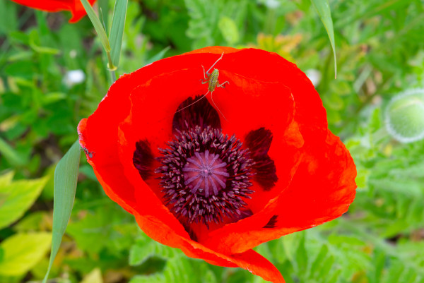 2400-young-green-grasshopper-on-red-petals-of-garden-poppy-ukraine