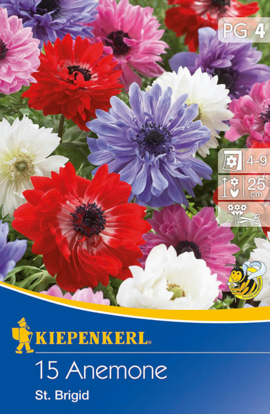 Produktbild von Kiepenkerl Kronenanemone St.Brigid Mischung mit bunten Blumen und Informationen zu Pflanzzeit und Wuchshöhe.