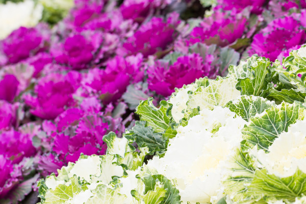 2400-fresh-purple-and-white-cabbage-brassica-oleracea-plant-leaves