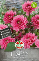 Sperli Dahlie Melody Fanfare