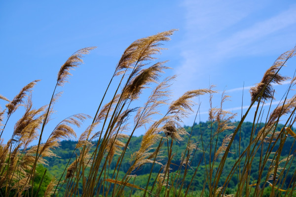 ornamental-grass-4232228_1920