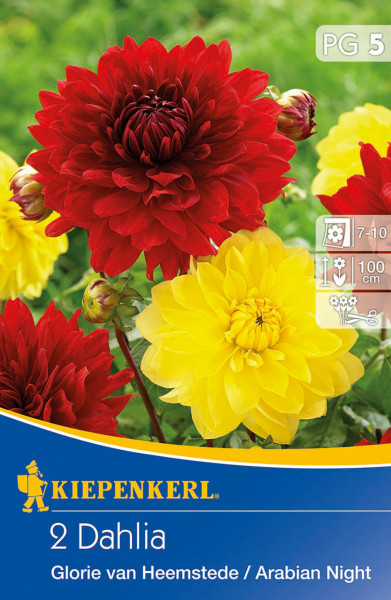 Produktbild von Kiepenkerl Dahlienduett Glory of Heemstede und Arabian Night mit roten und gelben Dahlienblüten und Informationen zur Pflanzengröße und Blütezeit.