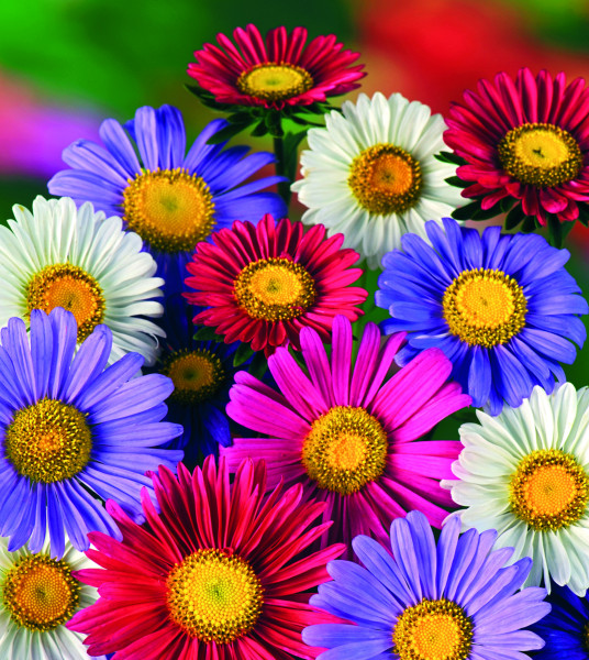 Produktbild von Nelson Garden Sommeraster Chinensis Mix, das verschiedene bunte Blüten in Rot, Pink, Weiß und Blau zeigt.