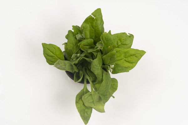 2400-pot-with-raw-spinach-leaves-isolated