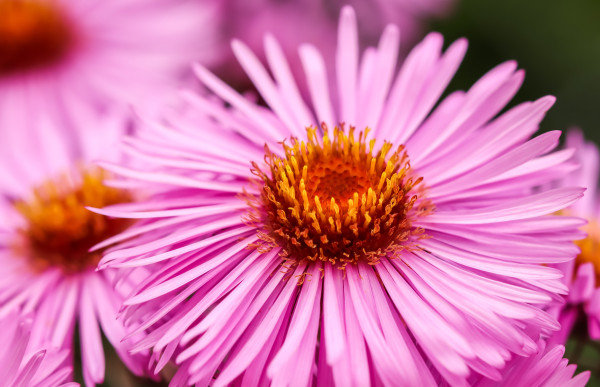 large-beautiful-pink-flowers-of-autumn-aster-in-the-garden-1