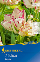 Kiepenkerl Profi-Line Mehrblütige Tulpe Belicia