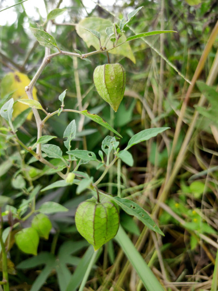 2400-close-up-photo-of-ground-cherry-ciplukan-physalis-peruviana-plants-herbal-fruit