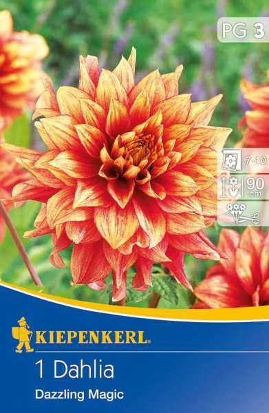 Produktbild von Kiepenkerl Dekorative Dahlie Dazzling Magic mit Nahaufnahme einer rot-orange blühenden Dahlie vor unscharfem grünem Hintergrund und Informationen über Blütezeit sowie Wuchshöhe.