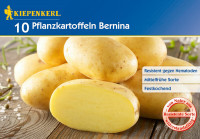 Kiepenkerl Pflanzkartoffel Bernina 10 St