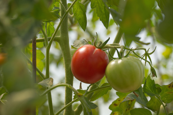 2400-close-up-of-ripe-and-unripe-tomatoes-on-vine-in-sunlit-garden