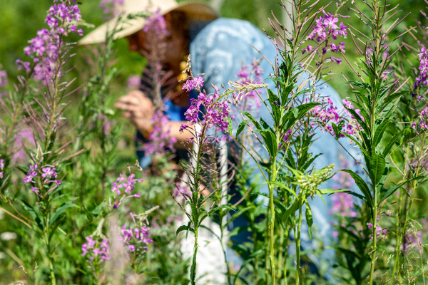2400-an-elderly-woman-collects-the-leaves-of-ivan-tea-for-fermentation-collection-of-medicinal-herbs