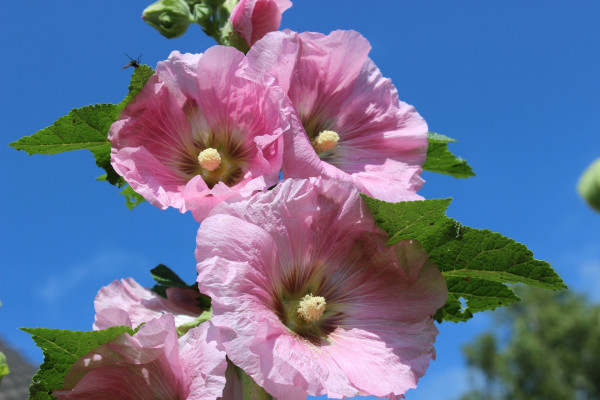 hollyhock-2505032_1920