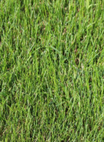 Einzelsaat Poa pratensis (Wiesenrispe) Großpackung