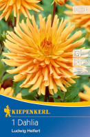 Kiepenkerl Kaktus-Dahlie Ludwig Helfert