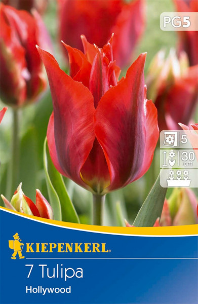 Produktbild der Kiepenkerl Viridiflora-Tulpe Hollywood mit roten geöffneten Blüten und Informationen zu Pflanzzeit und Wuchshöhe