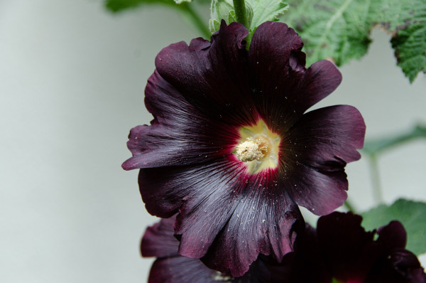 hollyhock-5401865_1920