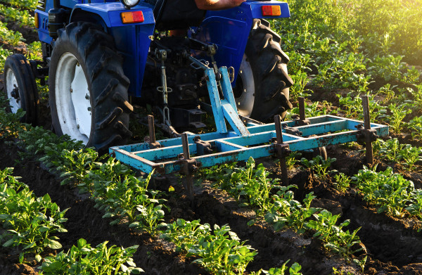 large-blue-tractor-with-a-plow-is-cultivating-a-field-of-potatoes-agroindustry-equipment-farm-machinery-crop-care-soil-quality-improvement-plowing-and-loosening-ground-field-work-c