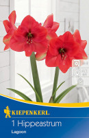 Kiepenkerl Ritterstern Amaryllis Lagoon