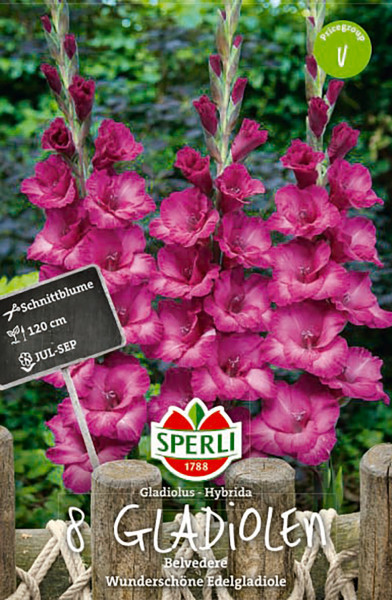 Produktbild von Sperli Gladiole Belvedere mit blühenden pinkfarbenen Gladiolen und Verpackungsinformationen wie Pflanzzeit und Wuchshöhe.