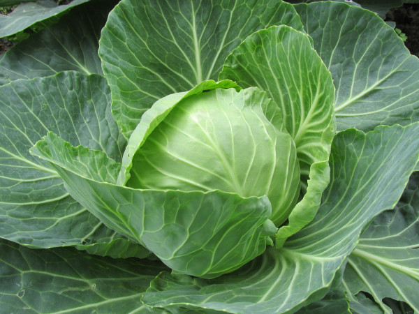 white-cabbage-2705228_1920-2