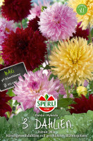 Sperli Dahlie Fubuki Mix