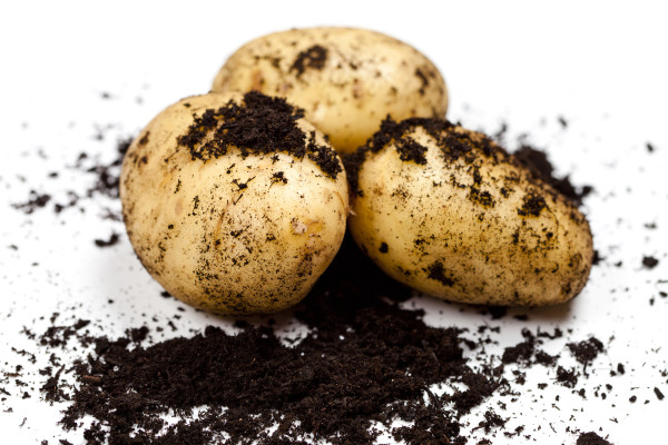 2400-newly-harvested-potatoes-and-soil-isolated-on-white-background