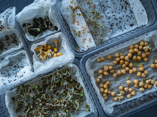 large-assortment-of-microgreens-set-micro-greens-sprouts-and-seeds-growing-sunflower-corn-mash-beans-onion-dill-chickpeas-in-home