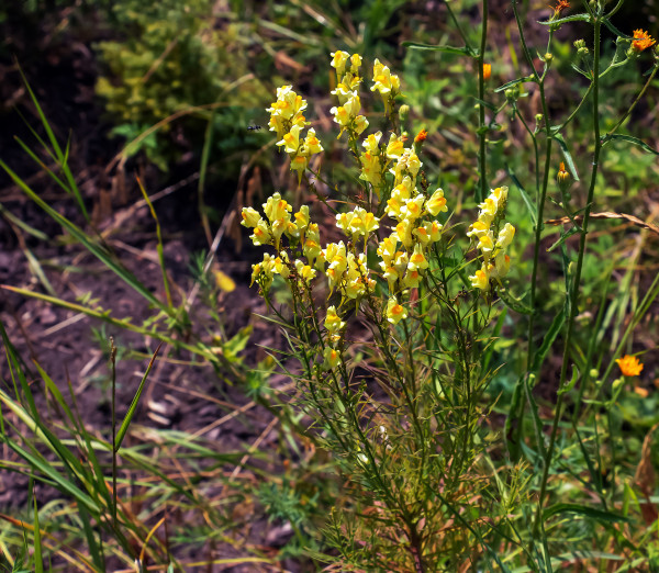 2400-linaria-vulgaris-common-toadflax-yellow-wild-flowers-flowering-on-the-meadow-small-plants-in-bloom-in-the-green-grass