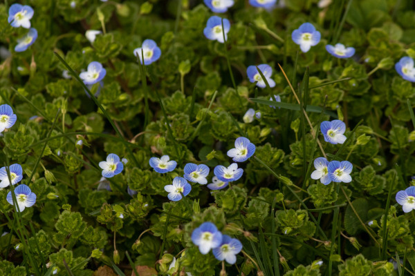 2400-blue-flowers-blanketing-the-ground-in-the-woods-these-little-wildflowers-are-known-as-birds-eye-speedwells-and-are-exotic-to-some-areas-and-also-invasive-in-other-these-are-al