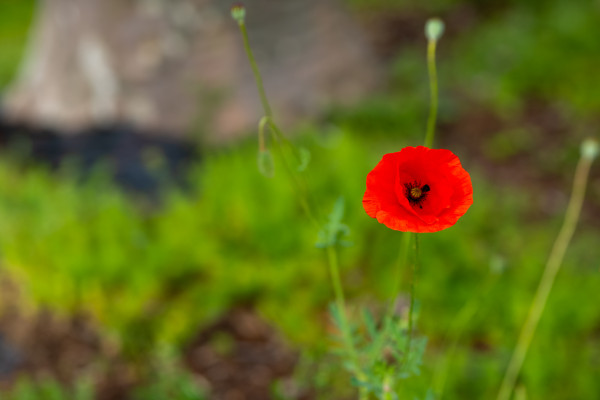 2400-red-poppy-flower-is-in-the-foreground-of-a-green-field