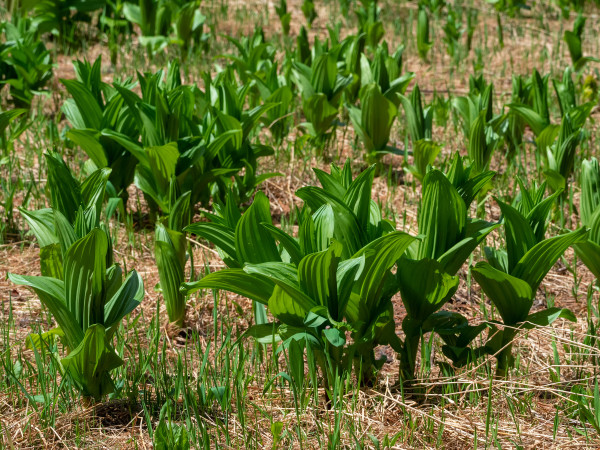 large-spiky-beautifully-textured-backlit-bright-green-leaves