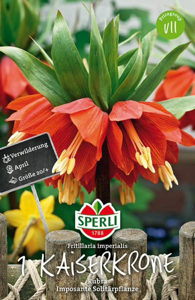 Produktbild von Sperli Kaiserkrone Rubra mit Darstellung der roten Blüte, Verpackungsdesign und Markenlogo sowie Informationen zur Pflanze in deutscher Sprache.