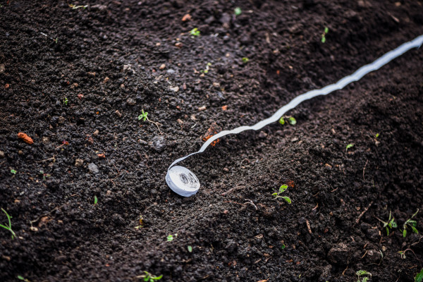 large-the-process-of-planting-seeds-on-a-tape-in-the-ground-planting-carrots