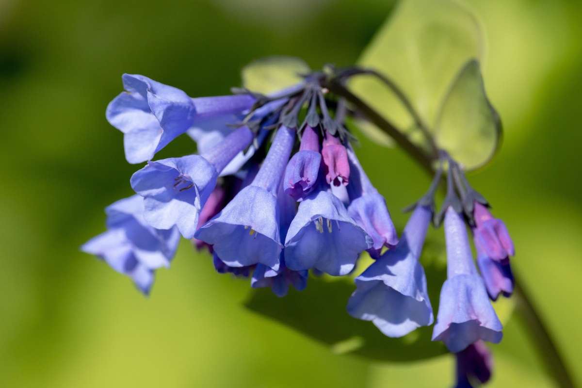 Glockenblumen Aussaat und Pflege im Garten Samen.de