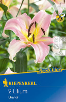 Kiepenkerl Profi-Line Baumlilie Urandi