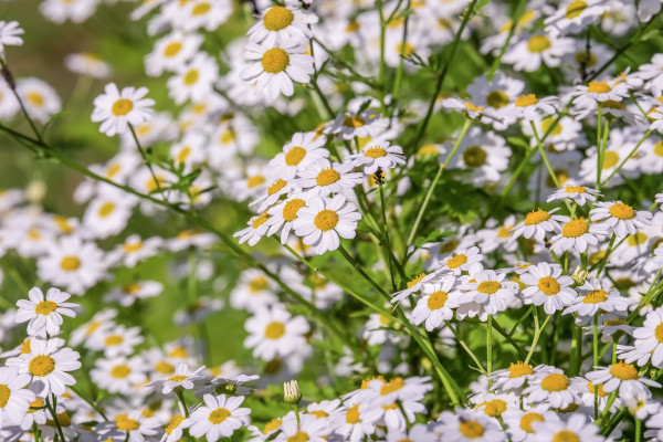 chamomile-4294372_1920