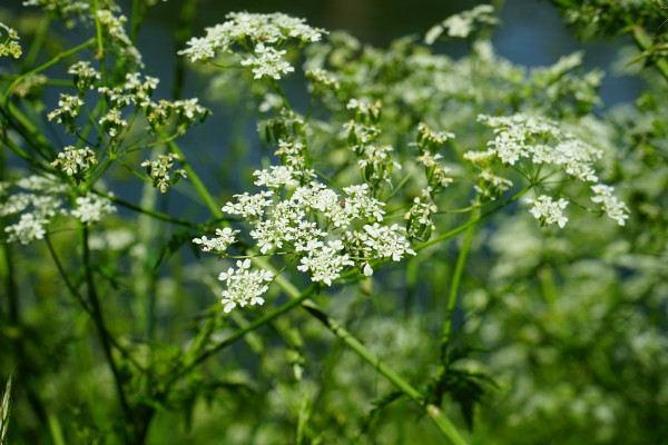 meadow-chervil-474765_1920