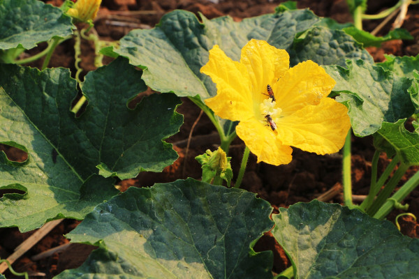 2400-yellow-flower-of-vegetable-marrow-cucurbita-pepo-or-zucchini-with-bees-inside-and-green-leaves-in-the-garden