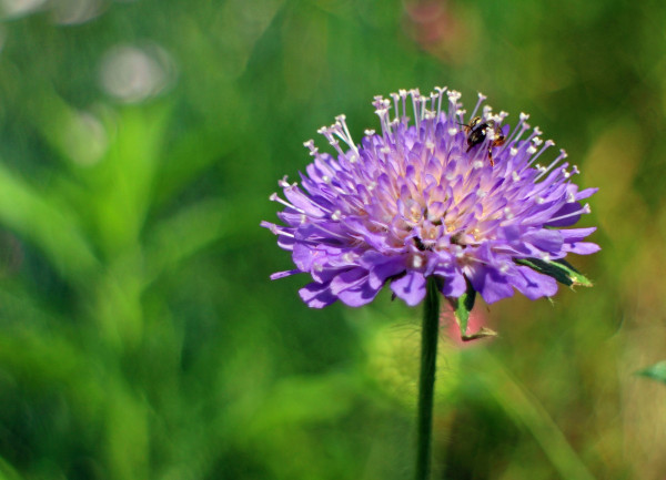 grasslands-355345_1920