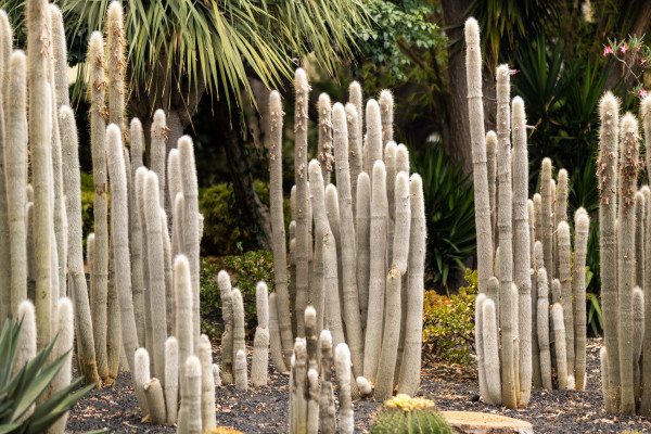 large-large-cacti-on-the-island-of-tenerife-canary-islands-spain