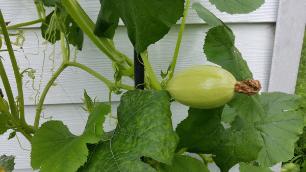 spaghetti-squash-1777074_1920