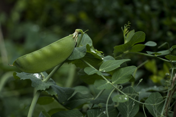 snap-pea-6491937_1280